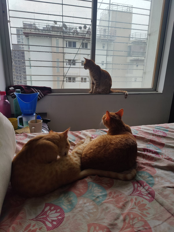 Three ginger cats, two on the bed looking at one by the windowsill.
